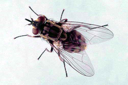 Sit Fly CEUWEB - GHP 2026